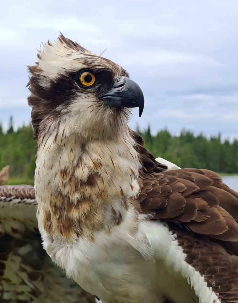 Satelliittisääksi Vesku