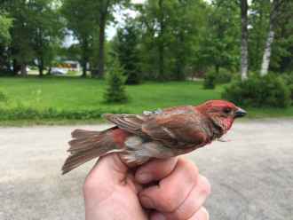 Common Rosefinch. Photo: Markus Piha