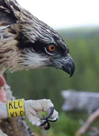 Helmi the Satellite Osprey