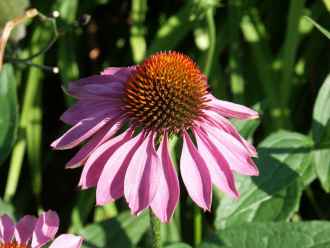 Eastern purple coneflower (Echinacea purpurea) (Photo: Visa Lipponen)