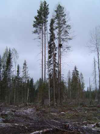 Kanahaukan pesä, haapa. Pesä autioitui hakkuun jälkeen. Kontiolahti. Kuva: Hannu Lehtoranta