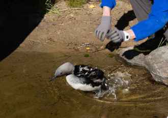 Satellite Diver Lahja being released. Photo: Maria Tirkkonen