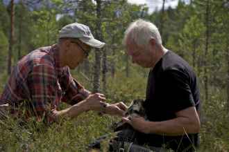 Jouko Kivelä and Raimo Uusitalo harnessing Lalli the Osprey with a satellite transmitter. Photo: Jukka Rastas, Kuvakasvot Oy 