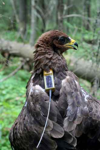 Honey Buzzard. Photo: Annika Rossi