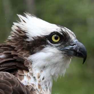 A female osprey from Satakunta