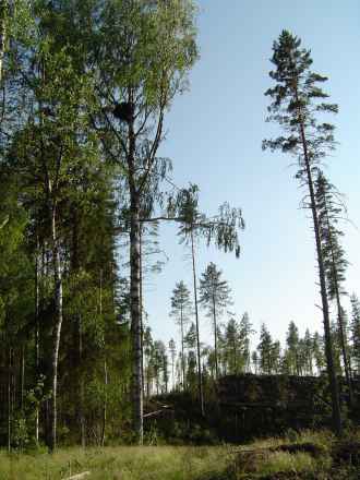 Hiirihaukan pesäkoivu hakkuun reunassa 2005. Puu kaatui 2006. Kuva: Hannu Lehtoranta