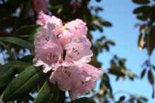 Japaninalppiruusun löytää puutarhan itäosan arboretumista (Kuva: Pertti Pehkonen/Luomus)