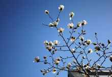 Magnolia kukkii kasvihuoneen lämpimällä seinustalla (Kuva: Pertti Pehkonen/Luomus)