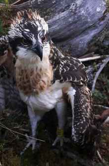 Kalle the Satellite Osprey