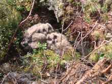 Martti’s nestlings in Alavus on 8 June 2016