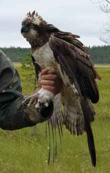 Salli the Satellite Osprey