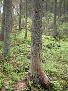 Sammalisenjärven vuoden 2005 pesäpuu, jossa ensimmäinen pesintä keskeytyi haudontavaiheessa. (Kuva: Johanna Lakka).